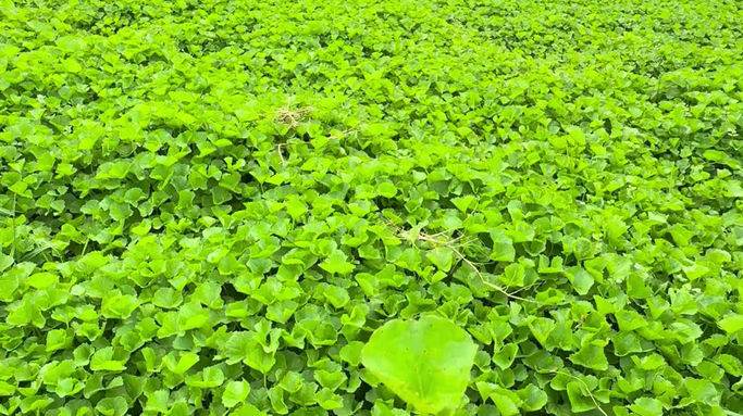 Vùng trồng rau má tươi ngon số lượng lớn